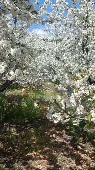 Konya’da doğa canlandı, kartpostallık bahar manzaraları çıktı 7
